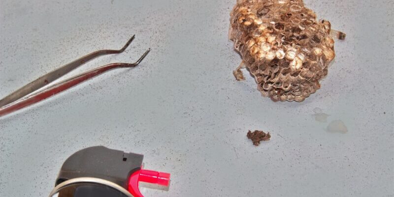 ハチ駆除を自分で！安全確保のコツと効果的な方法を徹底解説！