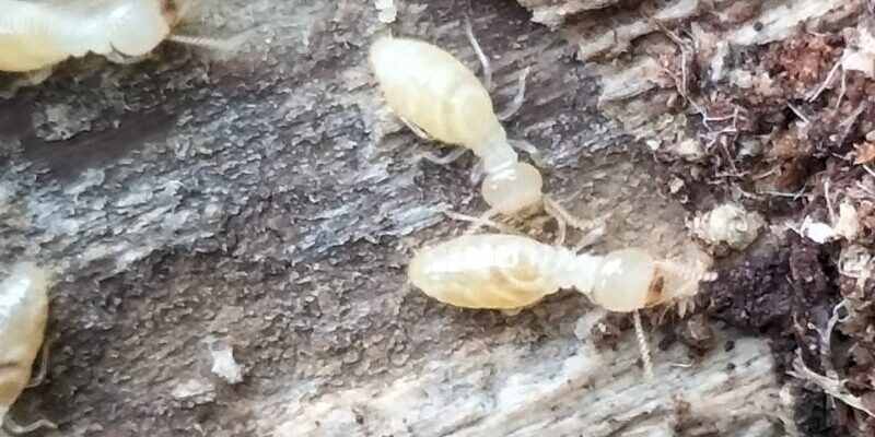 シロアリ被害を防ぐ最強の対策方法！プロが教えるコツとは？