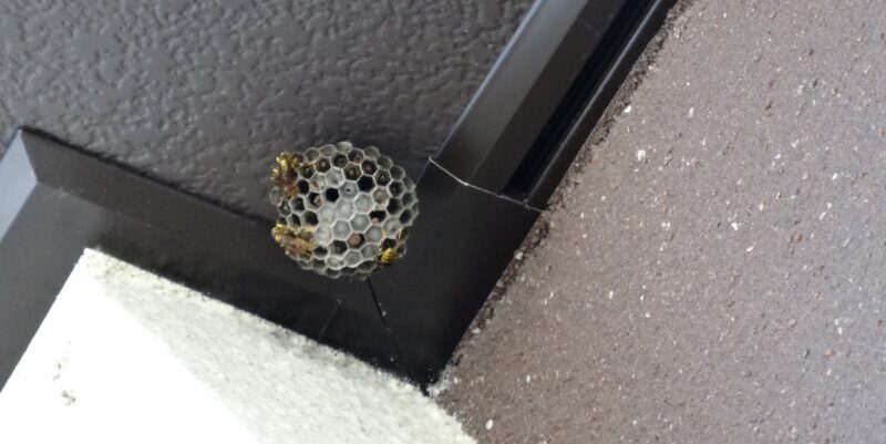 ハチ駆除を自分で！安全確保のコツと効果的な方法を徹底解説！